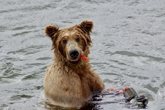 Katmai National Park