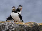 Pretty Puffins