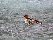 Katmai National Park
