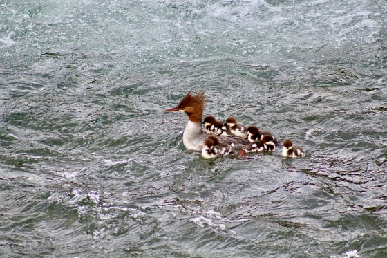 Katmai National Park