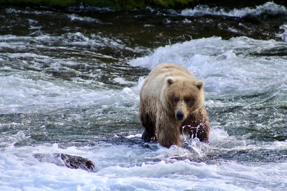 Katmai National Park