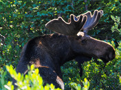 Brainard Lake Recreation area