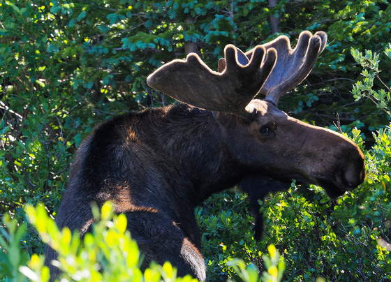 Brainard Lake Recreation area