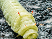 Great Smoky Mountains National Park