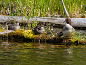 Goldeneye family sunbathing