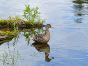 Mallard mother