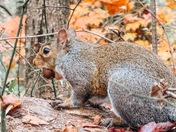 Great Smoky Mountain National Park