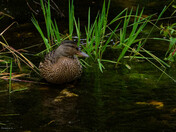 Mallard resting in stream