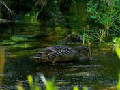 Mallard feeding in stream