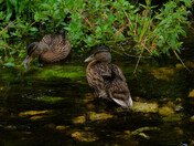 Mallard siblings in stream