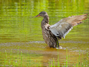 Mallard mother bathing in lake