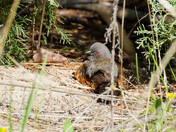 Spotted Towhee Fledgling