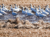 Snow Geese 
