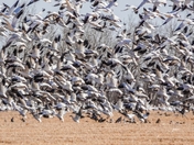 Massive Snow Geese Liftoff 