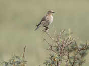 FEMALE MOUNTAIN BLUEBIRD