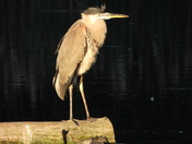 Great Blue Heron (Grand Héron) , Black-crowned night-heron (bihoreau Gris)