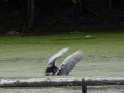 Great Blue Heron (Grand Héron) , Black-crowned night-heron (bihoreau Gris)