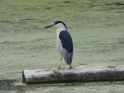 Great Blue Heron (Grand Héron) , Black-crowned night-heron (bihoreau Gris)