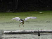 Great Blue Heron (Grand Héron) , Black-crowned night-heron (bihoreau Gris)