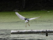 Great Blue Heron (Grand Héron) , Black-crowned night-heron (bihoreau Gris)