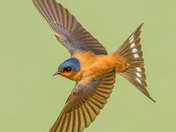 Barn swallow 