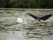 Great Egret and Great Blue Heron
