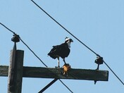 Osprey with the Catch of the Day