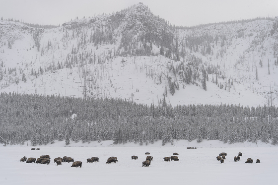 Yellowstone National Park