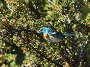 Lazuli Bunting (Passerina amoena)