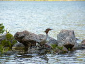 Acadia National Park