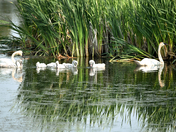 Sunday Evening Swans