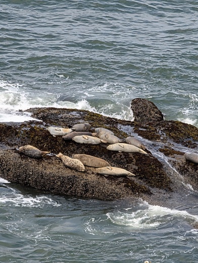 Yaqina Head Outstanding Natural Area