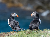 Puffin love