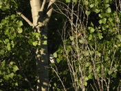 Sortie (hiking)du 23 juillet 2025 , 16°C