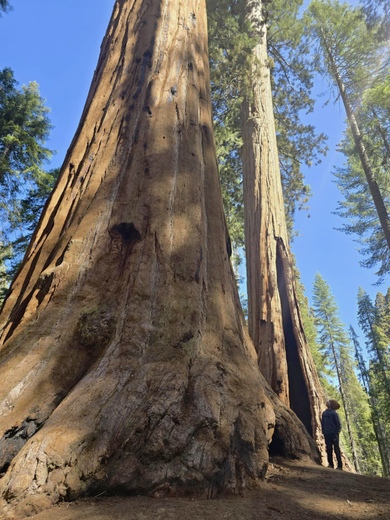 Sequoia National Park