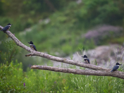 Kingfisher Convention
