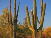 Saguaro National Park