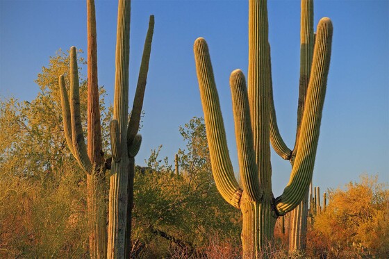 Saguaro National Park