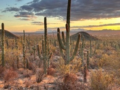 Saguaro National Park