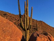 Saguaro National Park