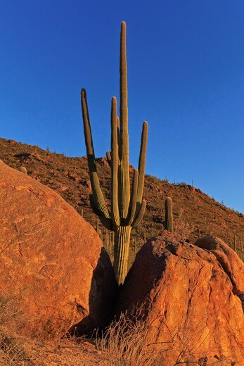 Saguaro National Park
