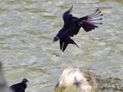 Chesapeake & Ohio Canal National Historical Park (MD)