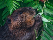 Hungry Beaver