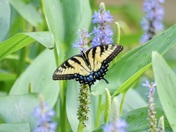 Chesapeake & Ohio Canal National Historical Park (MD)