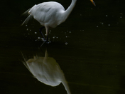 Dreamlike Egret