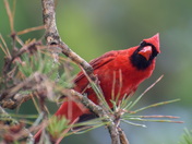 Cardinal with an attitude!