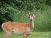 Can't you see l am trying to blend in 