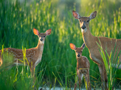 And then there were three...