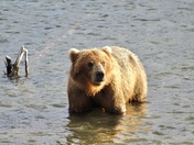 Katmai