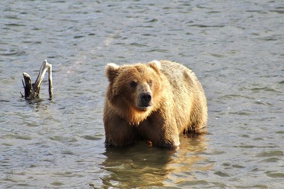 Katmai